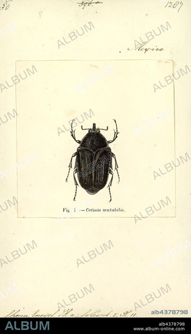 Cotinis, Print, Cotinis is a genus of scarab beetles in the subfamily Cetoniinae found throughout North and South America; at least two species (Cotinis mutabilis and Cotinis nitida) are common pests.