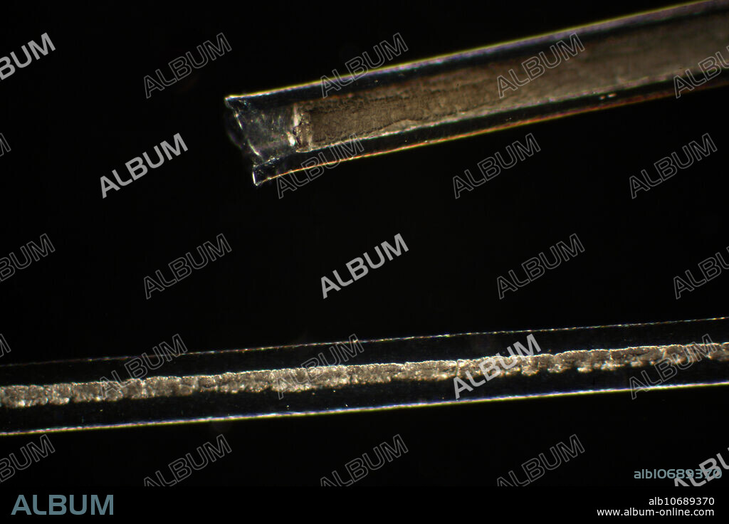 Optical microscope image of horse hair. The identification of different types of fibers is critical to investigating a crime scene. The magnification is 200 times when printed 10 inches wide.