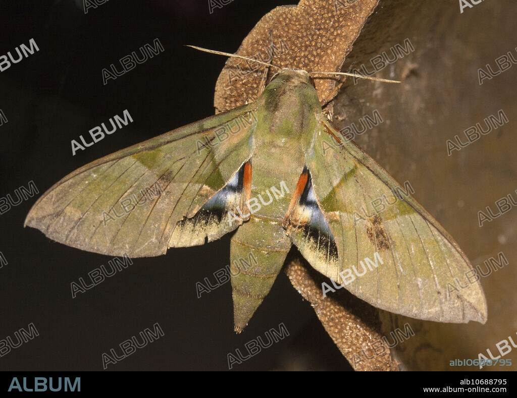 Gaudy sphinx moth (Eumorpha labruscae). DeLand, Florida, USA, in November.