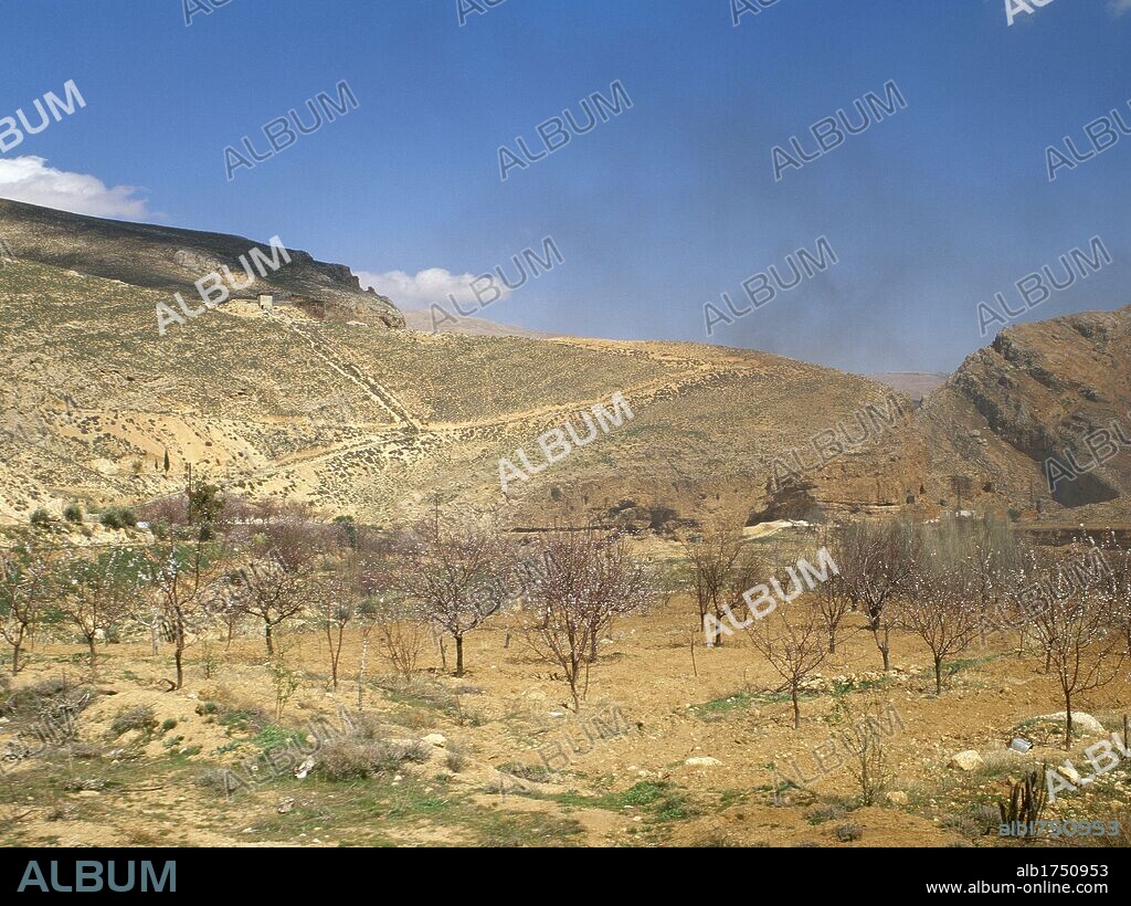SIRIA. VALLE DEL RIO BAREDA. Vista parcial del paisaje. En primer término almendros en flor. (Oeste de Damasco) .