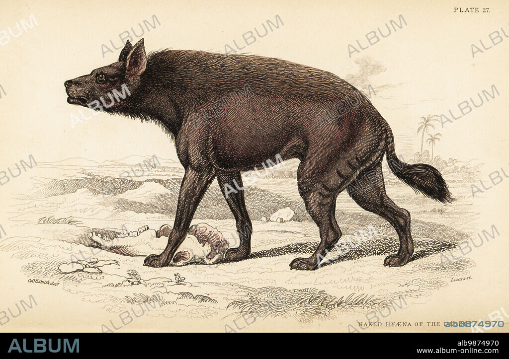 Striped hyena, Hyaena hyaena (Naked hyaena of the desert, Hyaena vulgaris). Handcoloured steel engraving by William Lizars from a drawing by Colonel Charles Hamilton Smith from his volume on Dogs from Sir William Jardine's Naturalist's Library: Mammalia, W. H. Lizars, Edinburgh, 1840.