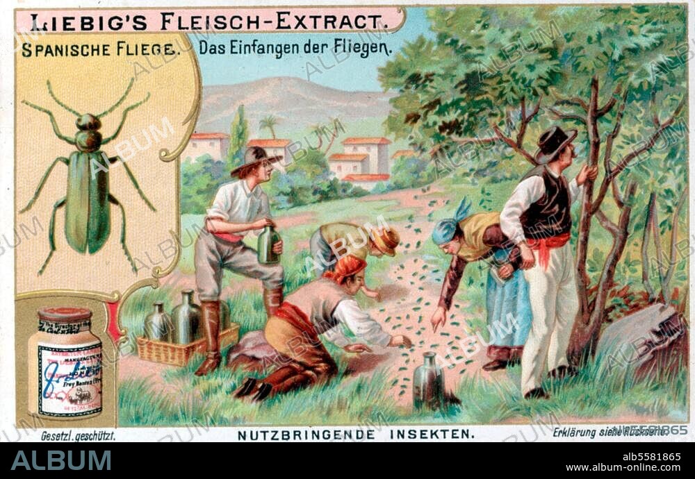 Pharmacie / Médicaments / Cantharidine. "Mouche espagnole. Capture des mouches". (La mouche espagnole est en réalité un coléoptère, la cantharide officinale (Lytta vesicatoria) de la famille des méloïdés). Lithographie coul., v. 1900. Vignette des produits à base d'extrait de viande de la marque "Liebig". De la série : Insectes utiles.