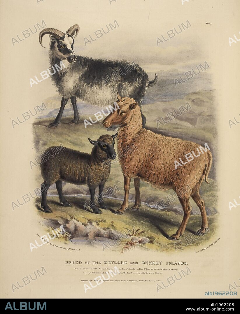 WILLIAM NICHOLSON und DAVID LOW. Breed of the Zetland and Orkney Islands. The Breeds of the Domestic Animals ... London, 1842. Source: 578.m.32, plate 1.