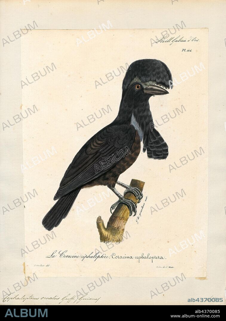 Cephalopterus ornatus, Print, The Amazonian umbrellabird (Cephalopterus ornatus) is a species of bird in the family Cotingidae native to the Amazon basin with a separate population on the eastern slopes of the Andes. The male bird is entirely black, with a black crest and inflatable wattle on the throat, and at 48 to 55 cm (19 to 22 in), may be the largest passerine bird in South America. The female is slightly smaller. Both have an undulating flight, described as woodpecker-like, and the male has a loud, booming call., 1825-1834.