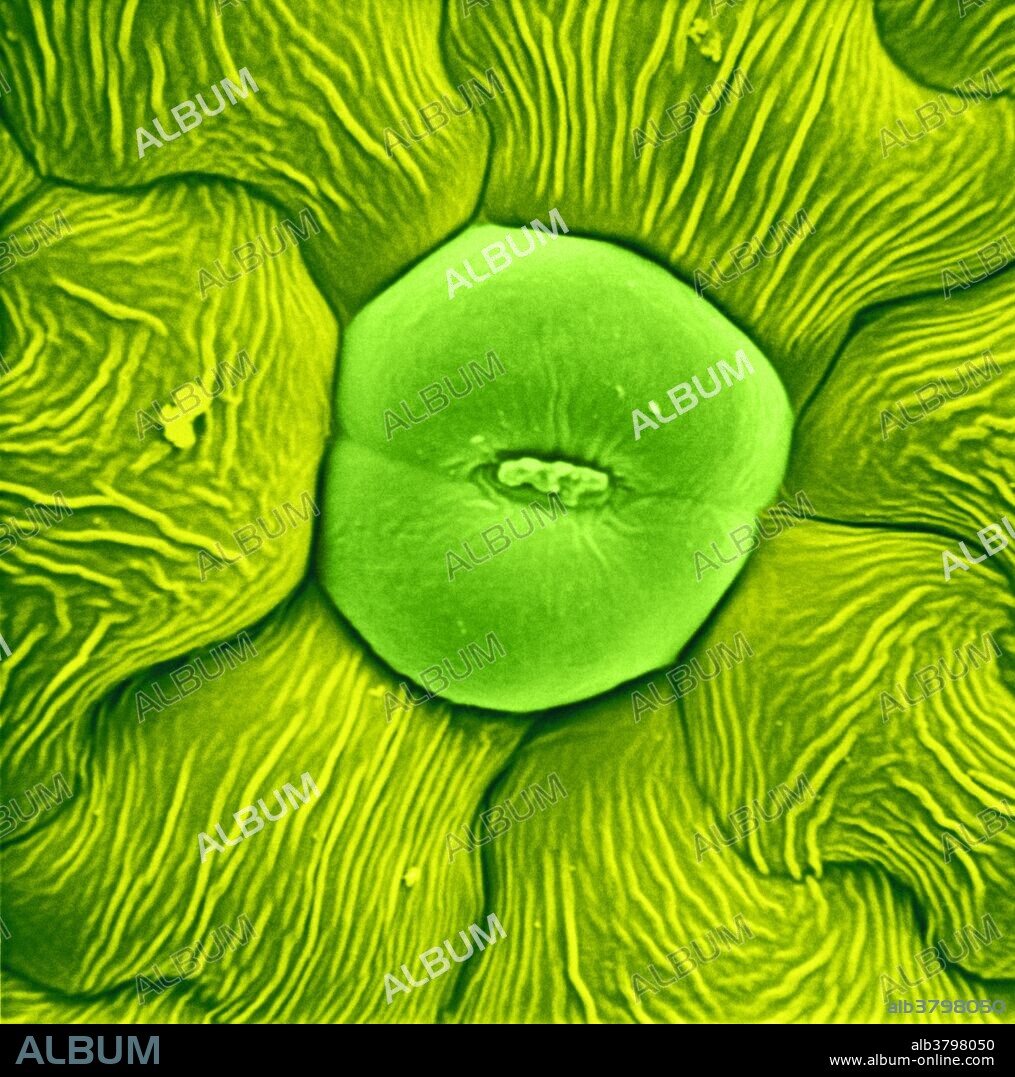 Color enhanced Scanning Electron Micrograph showing closed stoma on undehisced anther of Loasa vulcanica; magnification x4000.