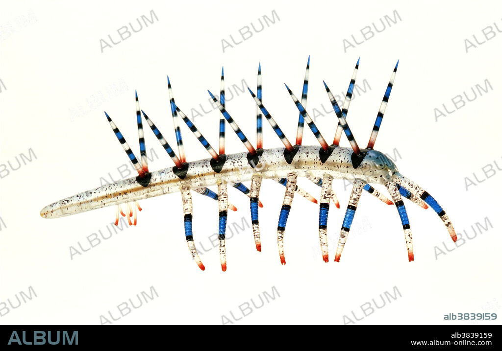 Reconstruction of the onychophoran Hallucigenia sparsa, from the Middle Cambrian Burgess Shale of British Columbia. First interpreted as walking stilt-like on its spines, this strange animal was reinterpreted when related specimens were later discovered in China. The Chinese fossils showed that the animal was probably a lobopod, armored with paired spines on the top and lobe-like walking appendages on the ventral surface. Not only had the animal been originally reconstructed upside down, but the head and tail had also been reversed. The size range of known fossils is 0.5 to 3cm long.