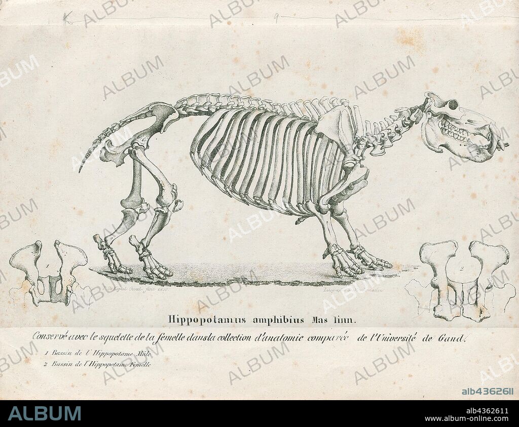 Hippopotamus amphibius, Print, The common hippopotamus, or hippo, is a large, mostly herbivorous, semiaquatic mammal and ungulate native to sub-Saharan Africa. It is one of only two extant species in the family Hippopotamidae, the other being the pygmy hippopotamus (Choeropsis liberiensis or Hexaprotodon liberiensis). The name comes from the ancient Greek for "river horse". After the elephant and rhinoceros, the common hippopotamus is the third-largest type of land mammal and the heaviest extant artiodactyl. Despite their physical resemblance to pigs and other terrestrial even-toed ungulates, the closest living relatives of the Hippopotamidae are cetaceans (whales, dolphins, porpoises, etc.) from which they diverged about 55 million years ago., skeleton.