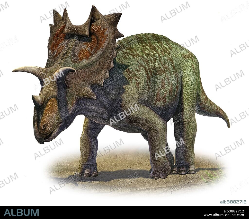 Ceratops montanus, a prehistoric era dinosaur from the Late Cretaceous period.