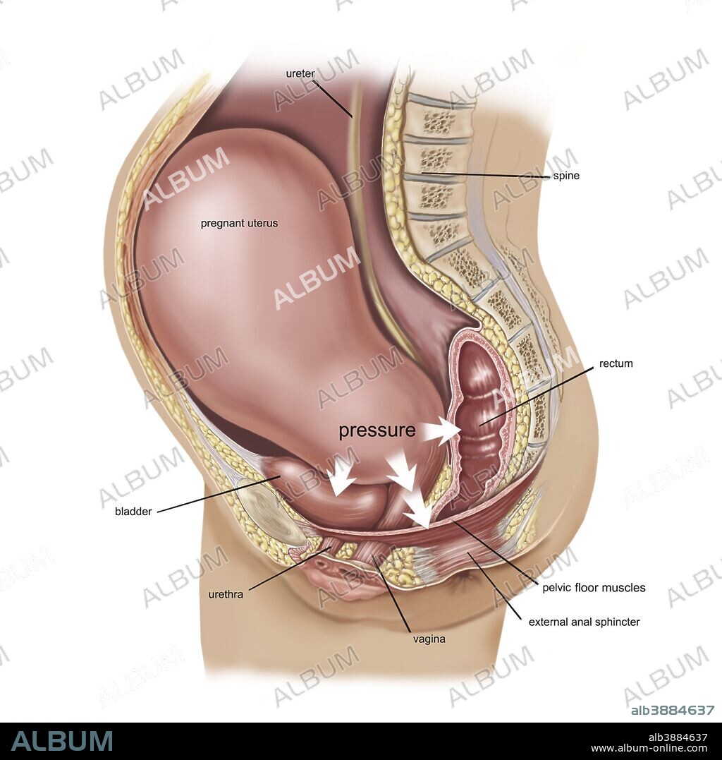 Sagittal view of pregnant uterus showing displaced pelvic organs with explanatory text.