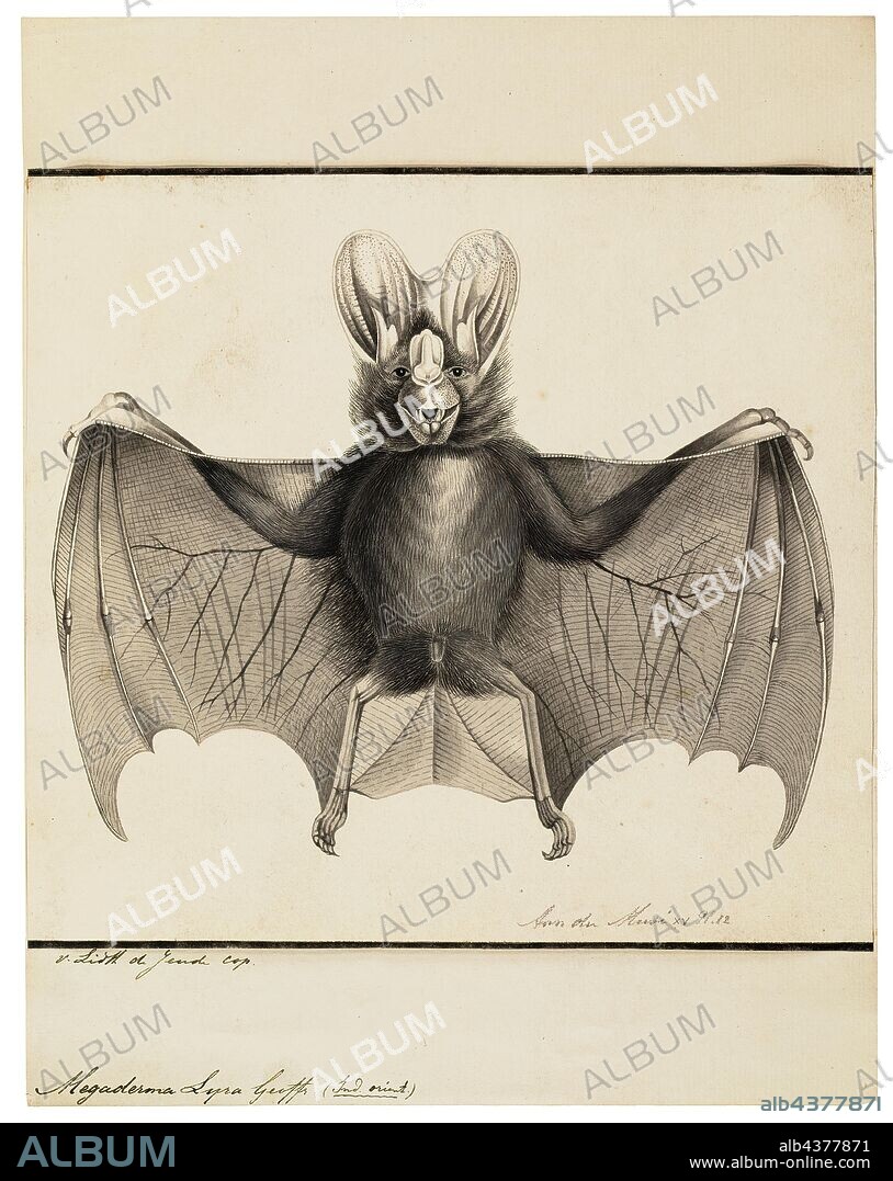 Megaderma lyra, Print, The greater false vampire bat (Megaderma lyra) is a species of bat in the family Megadermatidae, the false vampire bats. It is native to Asia. It is also known as the Indian false vampire bat or greater false-vampire, 1700-1880.