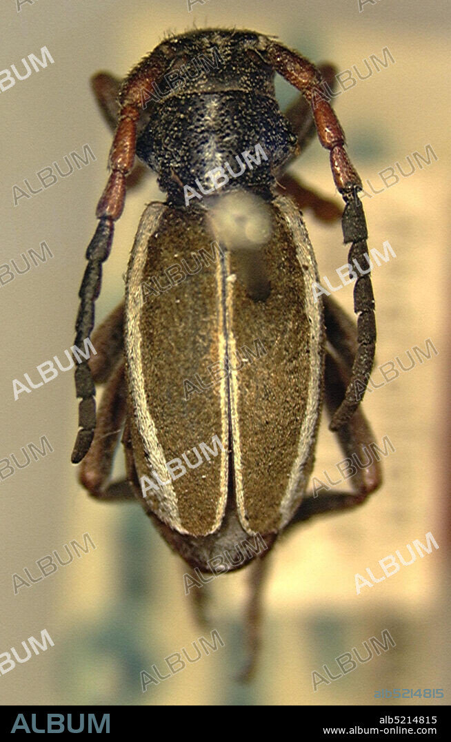 Anatolien, AK - Chehir, Turkey, Dorcadion pseudocinctellum Breuning, 1943, Animalia, Arthropoda, Insecta, Coleoptera, Cerambycidae, Lamiinae.