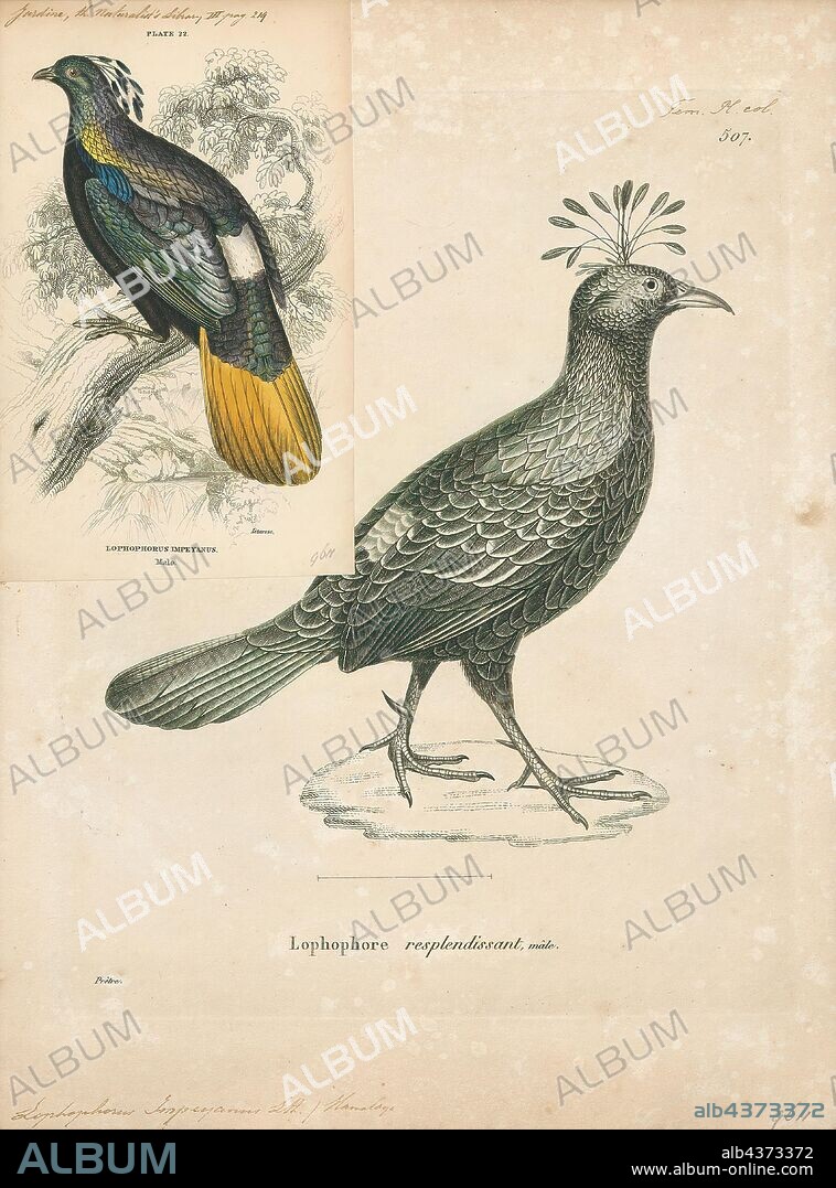 Lophophorus impeyanus, Print, The Himalayan monal (Lophophorus impejanus), also known as the Impeyan monal and Impeyan pheasant, is a bird in the pheasant family, Phasianidae. It is the national bird of Nepal, where it is known as the danphe, and state bird of Uttarakhand, India, where it is known as the monal. It was also the state bird of Himachal Pradesh until 2007. The scientific name commemorates Lady Mary Impey, the wife of the British chief justice of Bengal Sir Elijah Impey., 1700-1880.