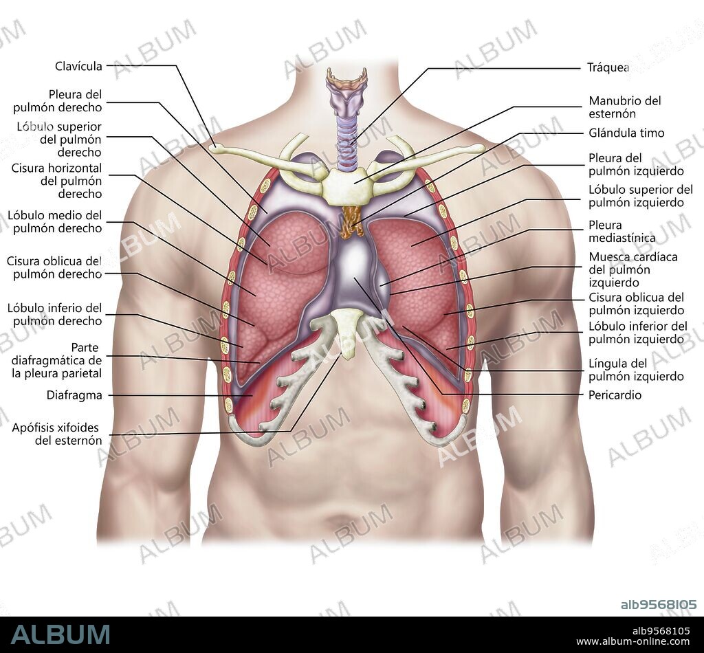 Anatomy of human lungs in situ.