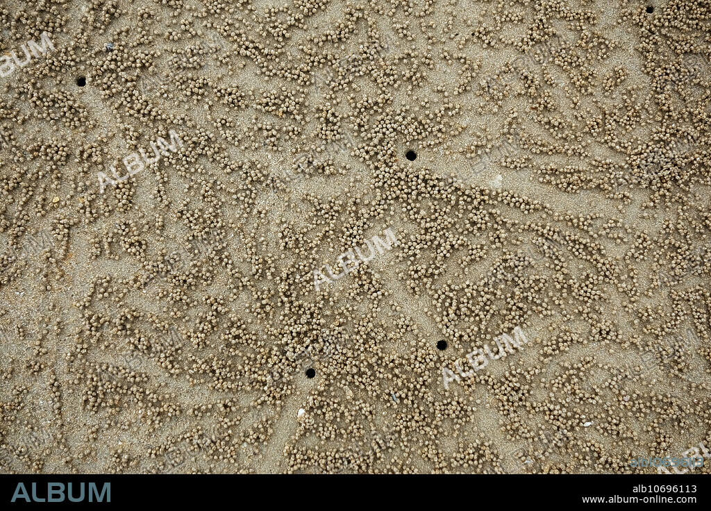 Patterns formed by balls and escape holes created by sand bubbler crabs, Scopimera spp., at low tide on a beach near Krabi on the Andaman Sea, Thailand, in February.
