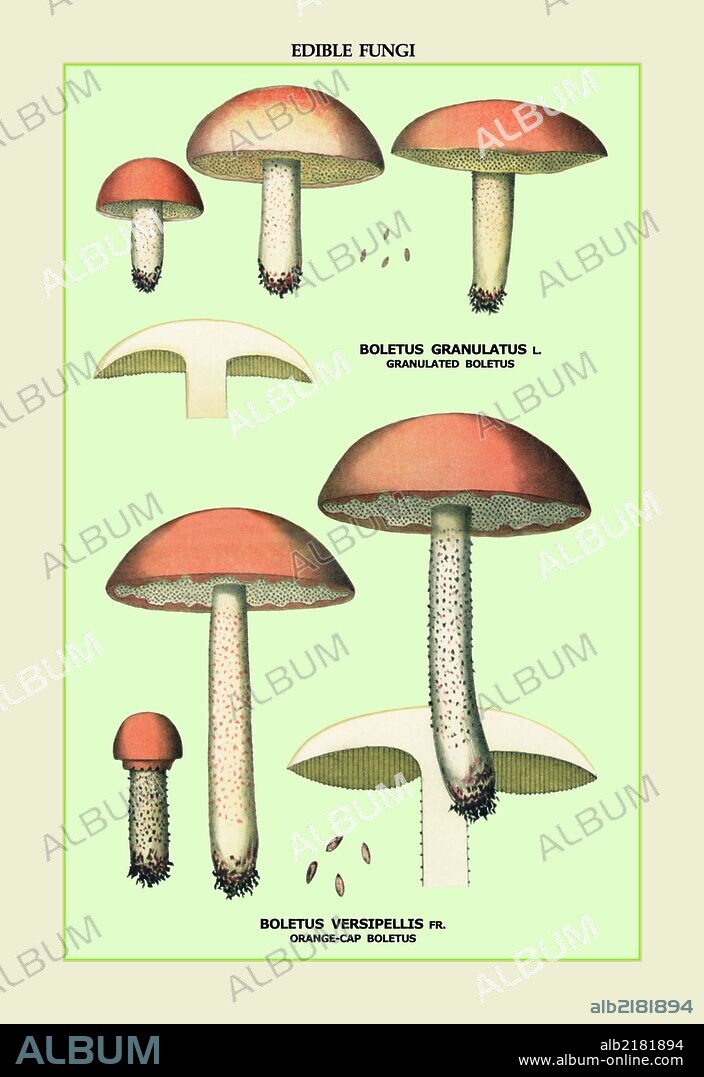 Edible Fungi: Boletus Granulatus and Versipellis 1894.