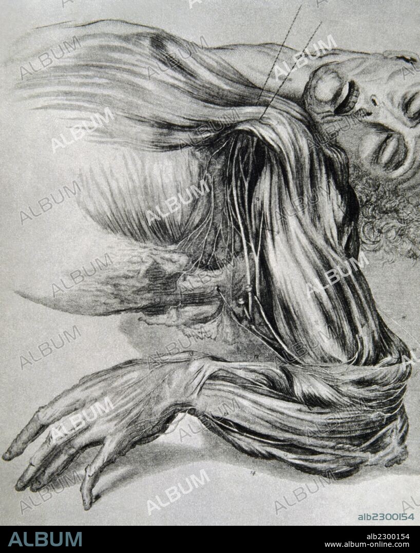 HISTORIA DE LA MEDICINA. Dibujo de un estudio anatómico de los músculos humanos de las extremidades superiores. Siglo XVIII.