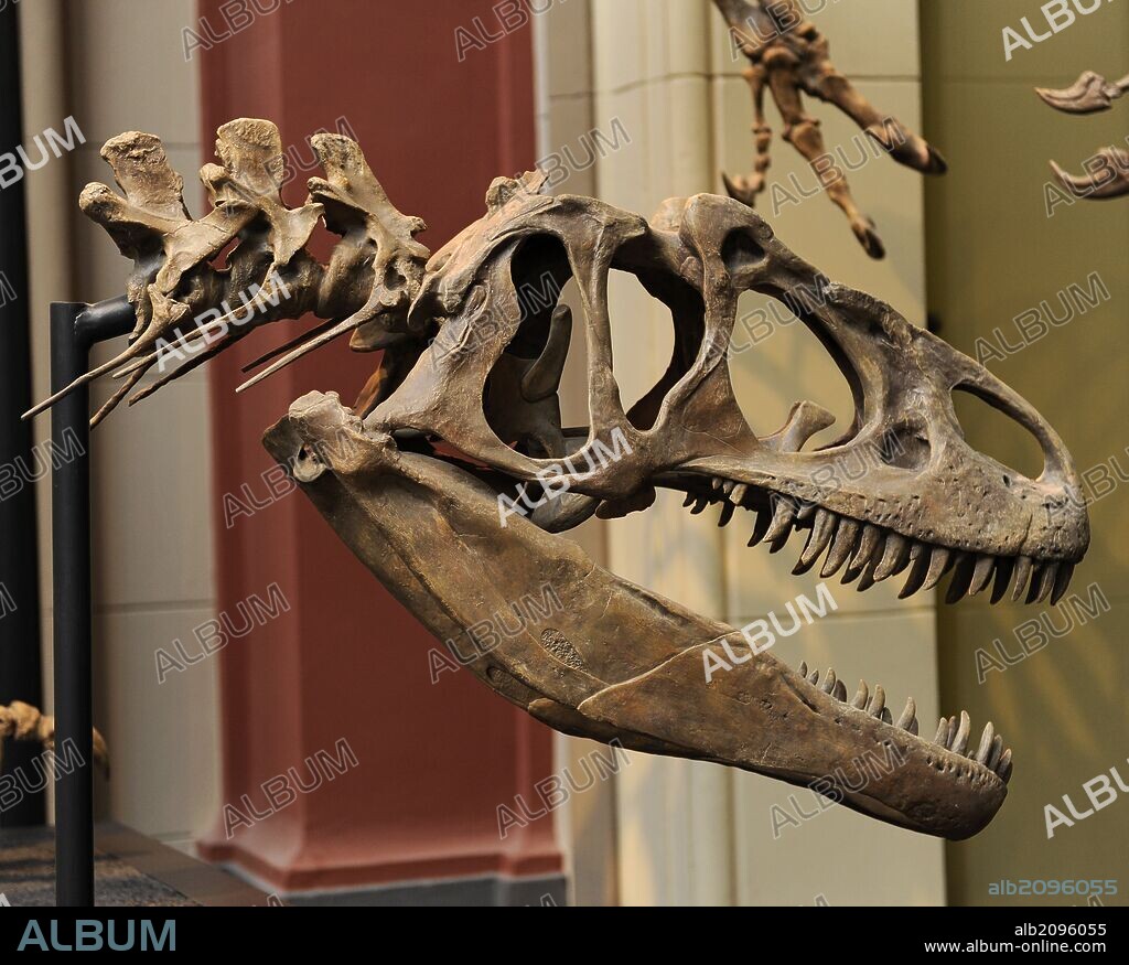 Allosaurus. Genus of carnivorous theropod dinosaur that lived 155 to 145 million years ago. Late Jurassic Period. Bipedal predador.  Skull with a large and serrated teeth. Natural History Museum, Berlin. Germany.