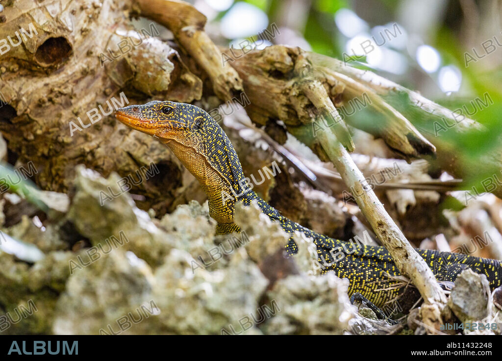 An adult Mangrove monitor, Varanus indicus, searching for food in Wayag Bay, Raja Ampat, Indonesia.