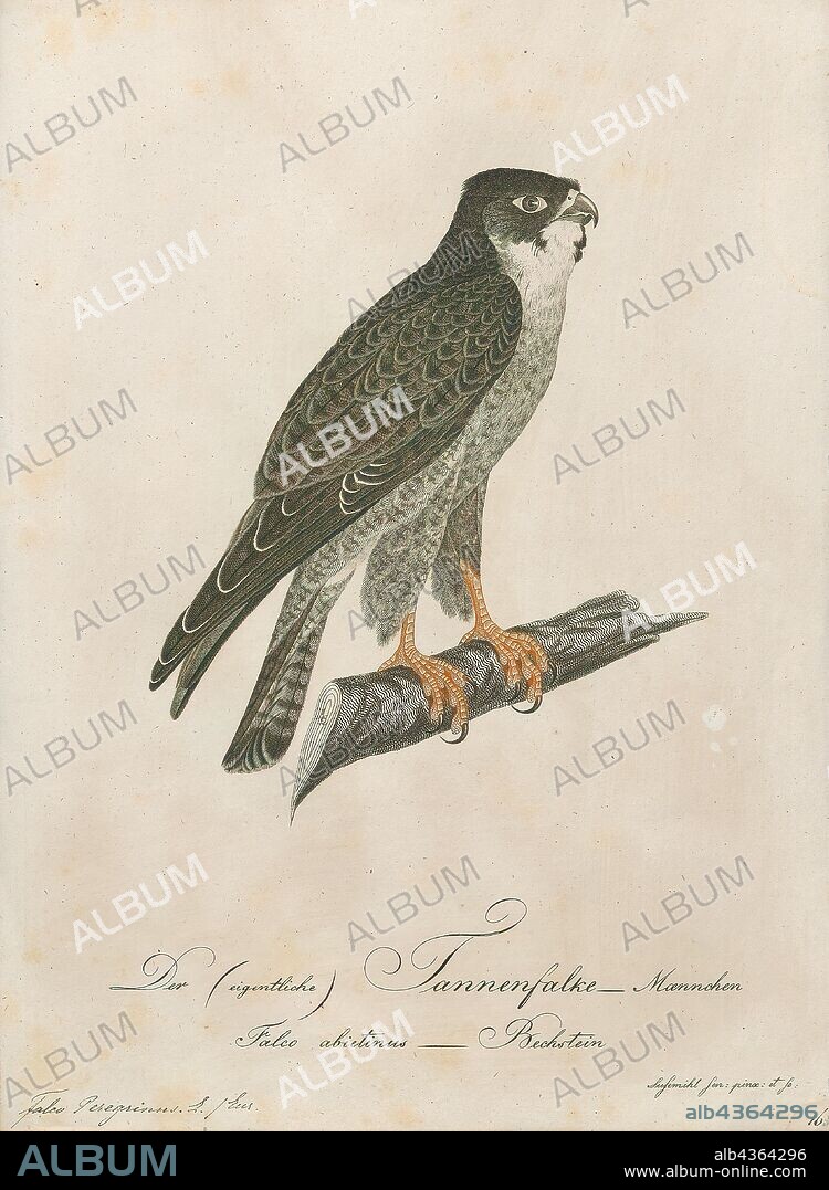 Falco peregrinus, Print, The peregrine falcon (Falco peregrinus), also known as the peregrine, and historically as the duck hawk in North America, is a widespread bird of prey (raptor) in the family Falconidae. A large, crow-sized falcon, it has a blue-grey back, barred white underparts, and a black head. The peregrine is renowned for its speed, reaching over 320 km/h (200 mph) during its characteristic hunting stoop (high-speed dive), making it the fastest bird in the world and the fastest member of the animal kingdom. According to a National Geographic TV program, the highest measured speed of a peregrine falcon is 389 km/h (242 mph). As is typical of bird-eating raptors, peregrine falcons are sexually dimorphic, with females being considerably larger than males., 1800-1812.