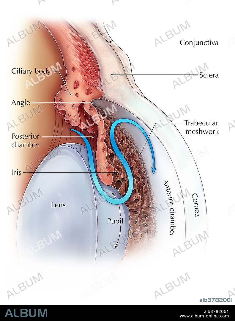 An illustration depicting the outflow pathway of the aqueous humour of the anterior and posterior chambers of the eye. The aqueous humour is a fluid secreted by the ciliary body in order to maintain intraocular pressure and nourish ocular tissue such as the cornea, lens and trabecular network. The fluid is secreted into the posterior chamber and flows through the pupil into the anterior chamber of the eye. From there it travels through the trabecular meshwork and drains into Schlemm's canal.