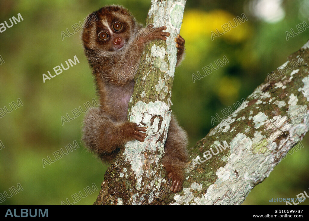 The Sunda loris (Nycticebus coucang), a subspecies of slow loris. This primate species ranges across southeast Asia.