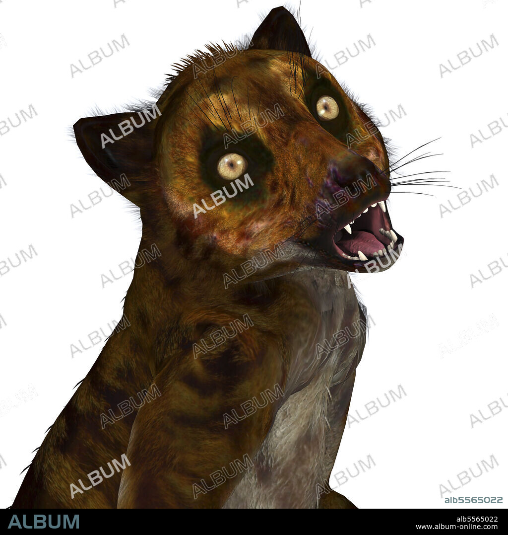 Darwinius primate, white background. Darwinius was a lemur-like primate that lived in Germany during the Eocene Period.