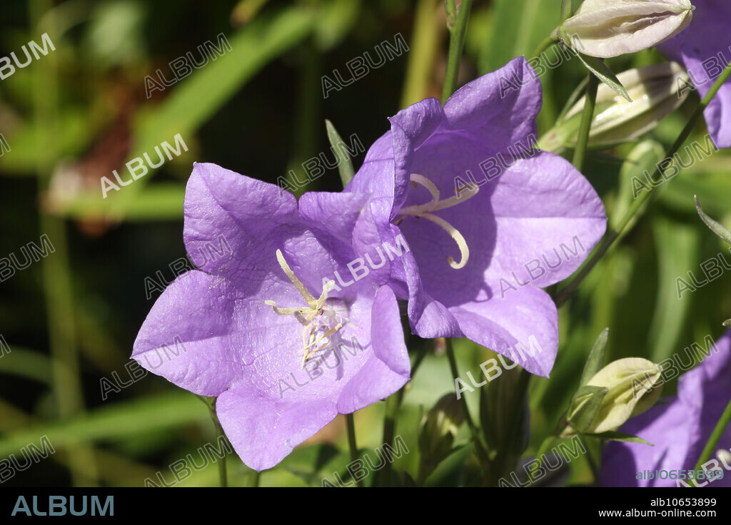 Balloon flowers (Platycodon grandiflorus).