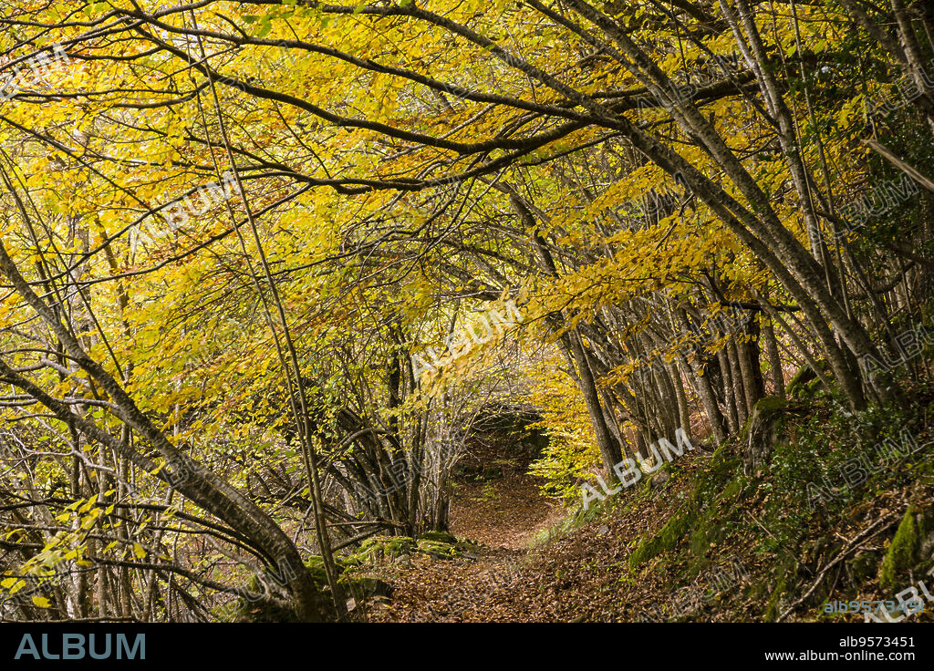 bosque de Carlac, - hayedo de Carlac-, Bausen, valle de Aran, cordillera de los Pirineos, Spain, europe.