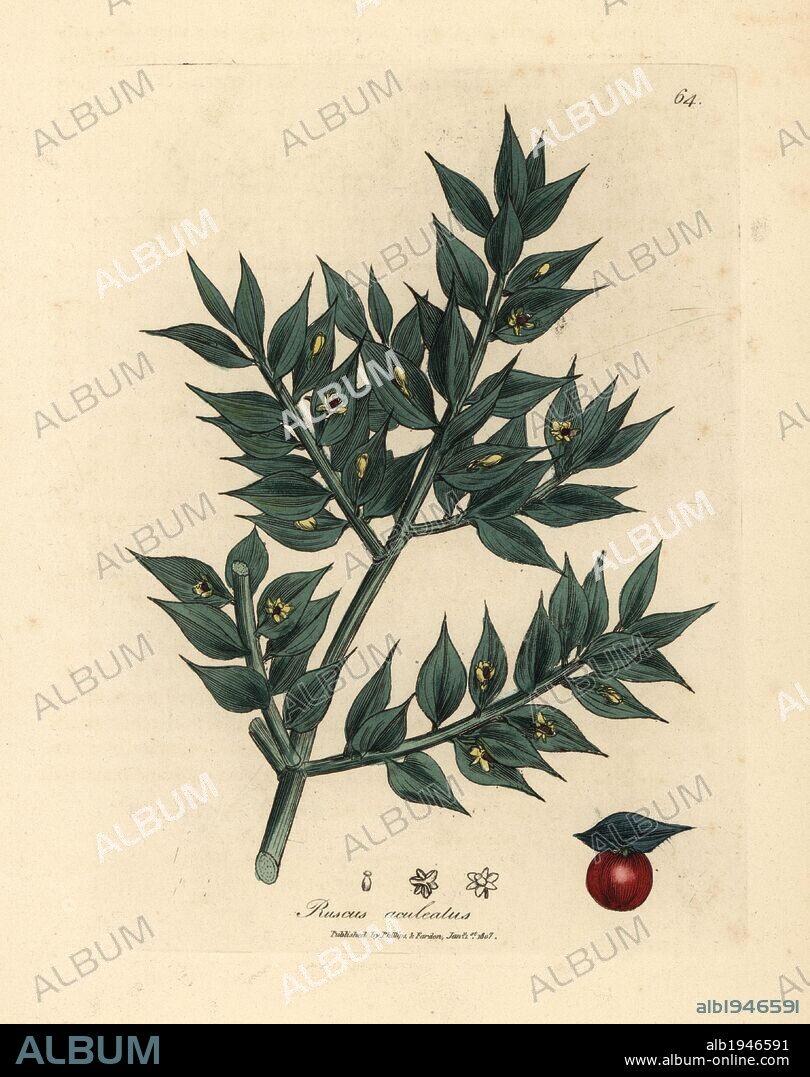 Green flowered butcher's broom with red berry, Ruscus aculeatus. Handcolored copperplate engraving from a botanical illustration by James Sowerby from William Woodville and Sir William Jackson Hooker's "Medical Botany" 1832. The tireless Sowerby (1757-1822) drew over 2,500 plants for Smith's mammoth "English Botany" (1790-1814) and 440 mushrooms for "Coloured Figures of English Fungi " (1797) among many other works.