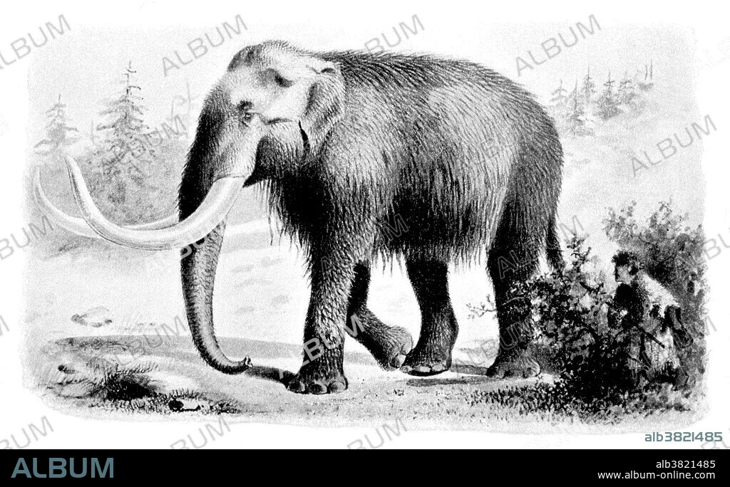 A mammoth is any species of the extinct genus Mammuthus, proboscideans commonly equipped with long, curved tusks and, in northern species, a covering of long hair. They lived from the Pliocene epoch from around 5 million years ago, into the Holocene at about 4,500 years ago and were members of the family Elephantidae, which contains, along with mammoths, the two genera of modern elephants and their ancestors. This animal appeared during Cenozoic era, the most recent era of geologic time, from about 65 million years ago to the present. The Cenozoic Era is characterized by the formation of modern continents and the diversification of mammals and plants. Grasses also evolved during the Cenozoic. The climate was warm and tropical toward the beginning of the era and cooled significantly in the second half, leading to several ice ages. Humans first appeared near the end of this era. Taken from "Extinct monsters and creatures of other days: A popular account of some of the larger forms of ancient animal life" by Reverend Henry Neville Hutchinson, 1910.