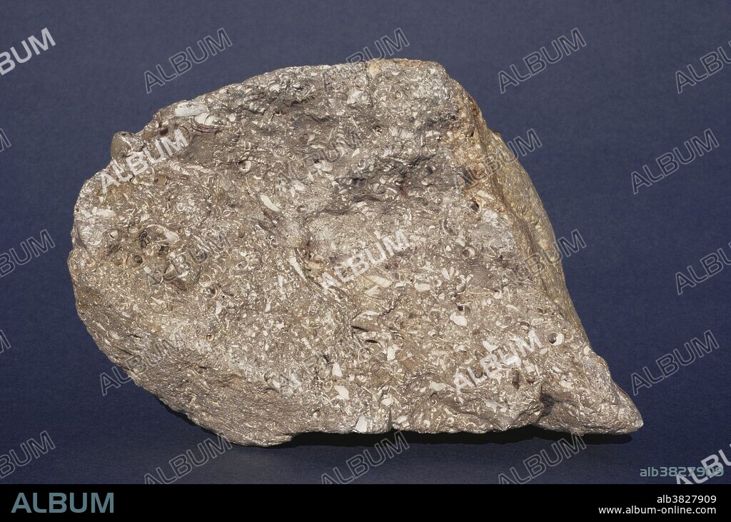 Fossiliferous Limestone