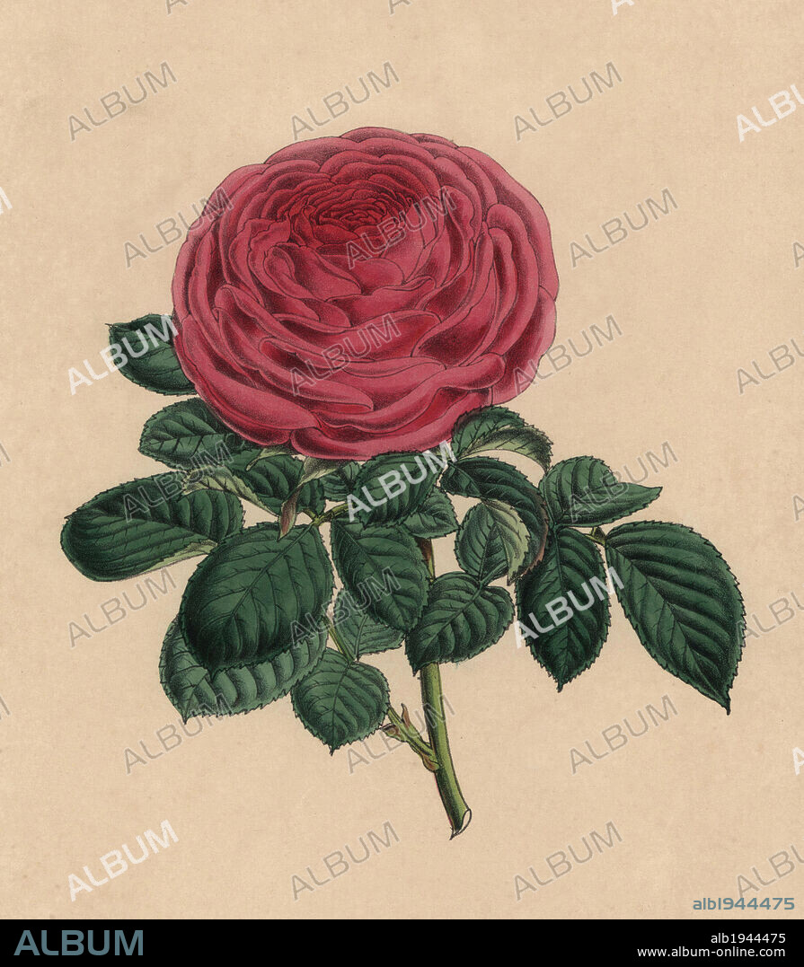 Scarlet rose Madame George Schwartz. Beautiful pink tea rose variety raised by the Schwartz nursery in 1872.. Handcolored botanical drawn and lithographed by W.G. Smith from H.H. Dombrain's "Floral Magazine" 1872.. Worthington G. Smith (1835-1917), architect, engraver and mycologist. Smith also illustrated "The Gardener's Chronicle." Henry Honywood Dombrain (1818-1905), clergyman gardener, was editor of the "Floral Magazine" from 1862 to 1873.