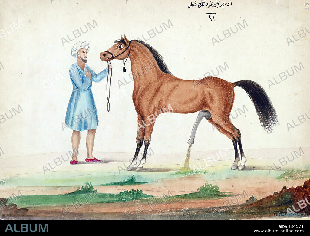 Book on horses, A horse urinating with his erected penis, This is an illustrated Ottoman copy of a Turkish work on the training and care of warhorses (Tufat ül-frisn f avl-i uyl il-muchidn) by Amed A ayyrzde (d. 1294 AH / 1877 CE). The text was written in ruq`ah script by aker Muhammed in 1271 AH / 1854-5 CE.