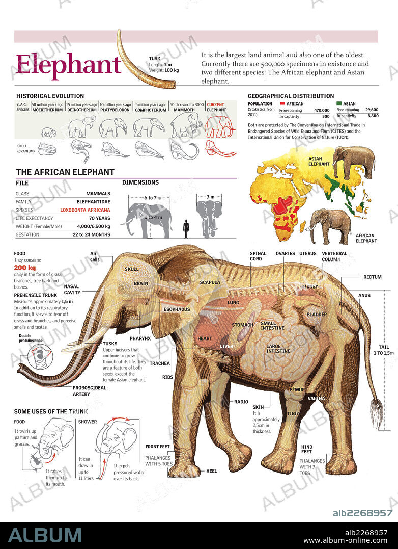 ELEFANTE. Infografía de la anatomía y el hábitat del elefante africano. Evolución y especies del elefante.