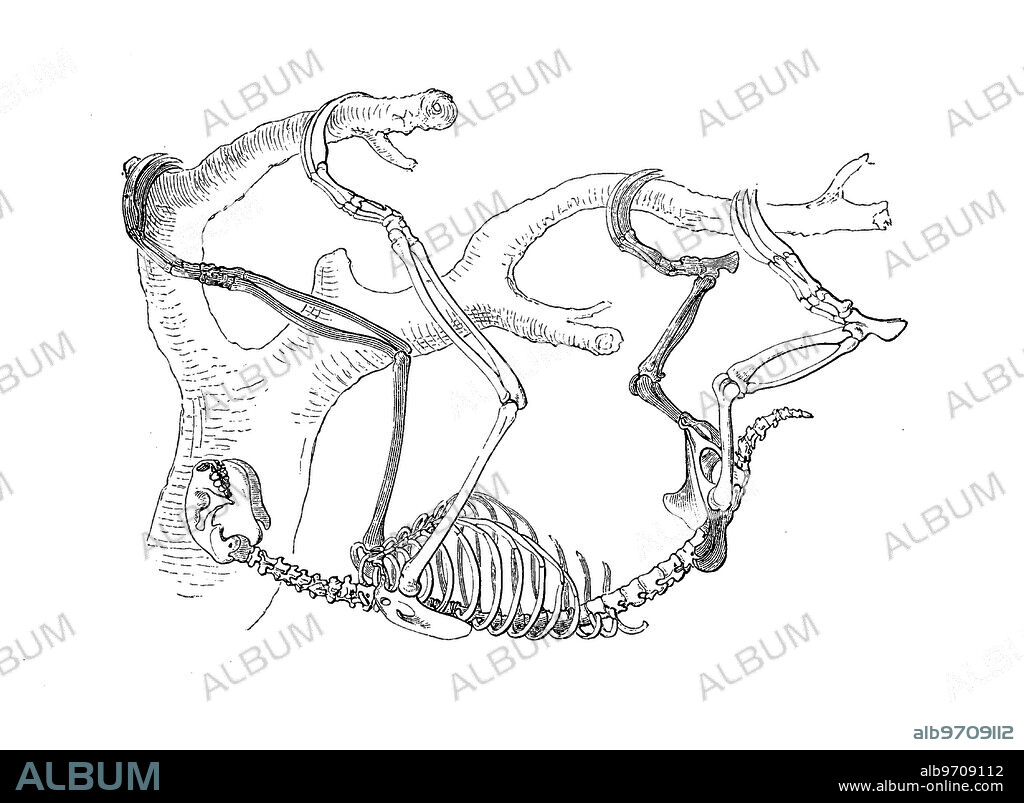 Skeleton of ai, sloth, white-throated sloth or ai, Bradypus tridactylus, also just three-toed sloth, a species of mammal in the three-toed sloth family.