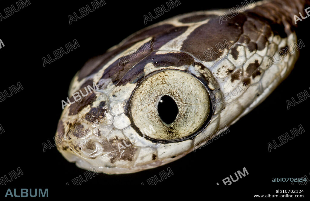 Blunt-headed Tree Snakes (Imantodes cenchoa) love to eat lizards. These snakes are active at night and are arboreal. This individual was observed in a tract of rainforest off of the Mazan River, Loreto, Peru, 2018.