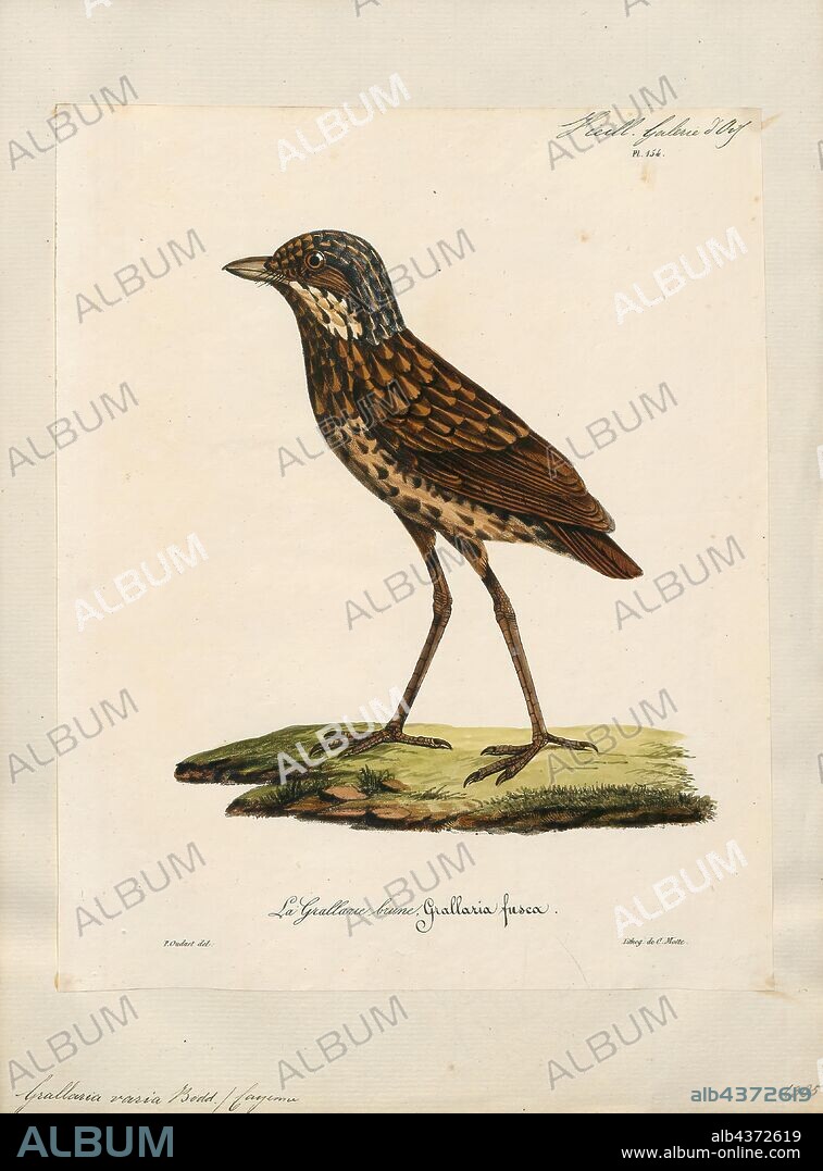 Grallaria varia, Print, The variegated antpitta (Grallaria varia) is a species of bird in the family Grallariidae. It is found in southeastern Brazil, eastern Paraguay, the Guianas and the northern Amazon Basin. Its range extends to Venezuela in the northwest; in the Amazon Basin, it is found in the downstream half of the basin, as well as in the Atlantic outlet region of the neighboring Tocantins-Araguaia River drainage to the southeast. A minor disjunct population is in Peru, and an Argentinian population is found in the tongue of land between Paraguay and southern Brazil., 1825-1834.