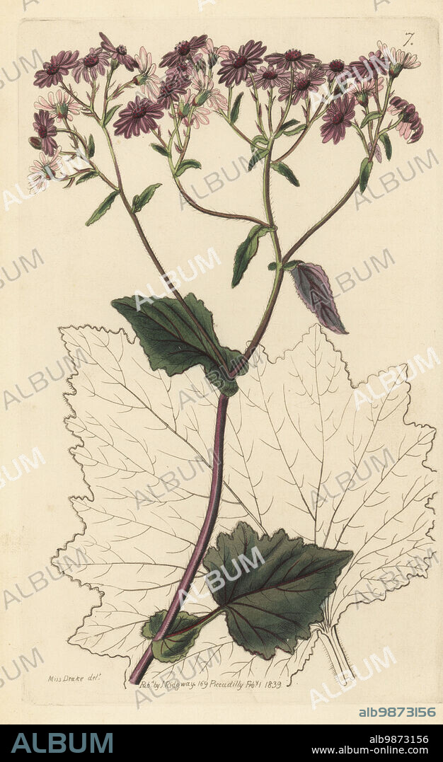 Pericallis cruenta. Native to the Canary Islands, raised from seeds collected by Philip Barker Webb in Tenerife. Blood-red senecio, Senecio cruentus. Handcoloured copperplate engraving after a botanical illustration by Sarah Drake from Edwards Botanical Register, edited by John Lindley, published by James Ridgway, London, 1839.