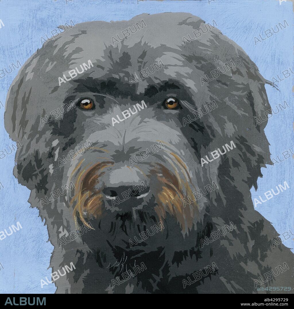 Painting of Bouvier Des flandres dog.