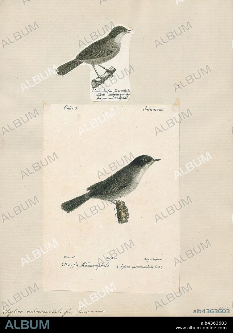 Sylvia melanocephala, Print, The Sardinian warbler (Sylvia melanocephala) is a common and widespread typical warbler from the Mediterranean region. Like most Sylvia species, it has distinct male and female plumages. The adult male has a grey back, whitish underparts, black head, white throat and red eyes. Plumages are somewhat variable even in the same locality, with the intensity of a reddish hue on upper- and/or underside varies from absent to (in some subspecies) pronounced. The female is mainly brown above and buff below, with a grey head. The Sardinian warbler's song is fast and rattling, and is very characteristic of the Mediterranean areas where this bird breeds., 1700-1880.