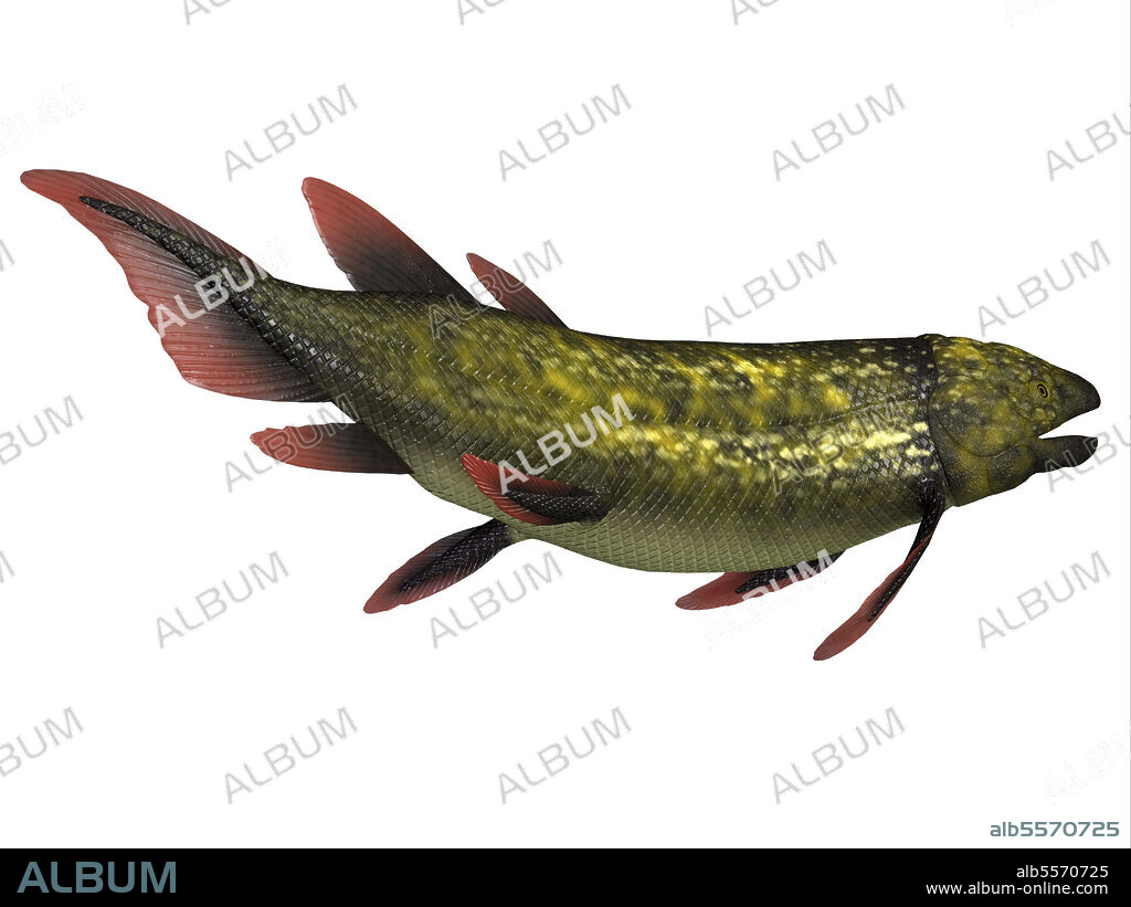 Dipterus prehistoric fish, side profile. Dipterus was a freshwater fish species that lived in swamps and bayous of Europe and North America during the Devonian and Carboniferous Periods .