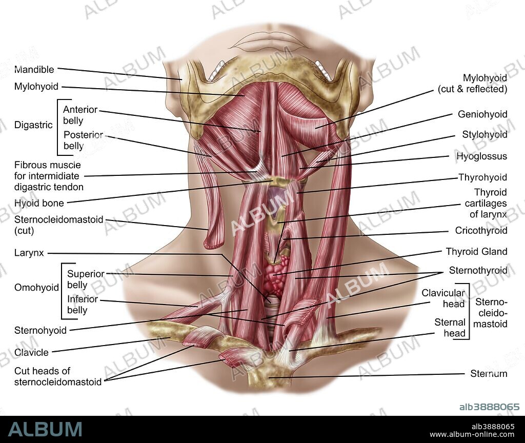 Anatomy of human hyoid bone and muscles, anterior view.