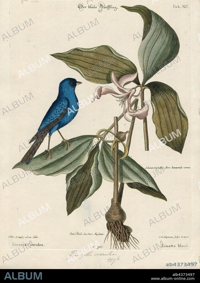 Passerina cyanea, Print, The indigo bunting (Passerina cyanea) is a small seed-eating bird in the cardinal family, Cardinalidae. It is migratory, ranging from southern Canada to northern Florida during the breeding season, and from southern Florida to northern South America during the winter. It often migrates by night, using the stars to navigate. Its habitat is farmland, brush areas, and open woodland. The indigo bunting is closely related to the lazuli bunting and interbreeds with the species where their ranges overlap., 1700-1880.