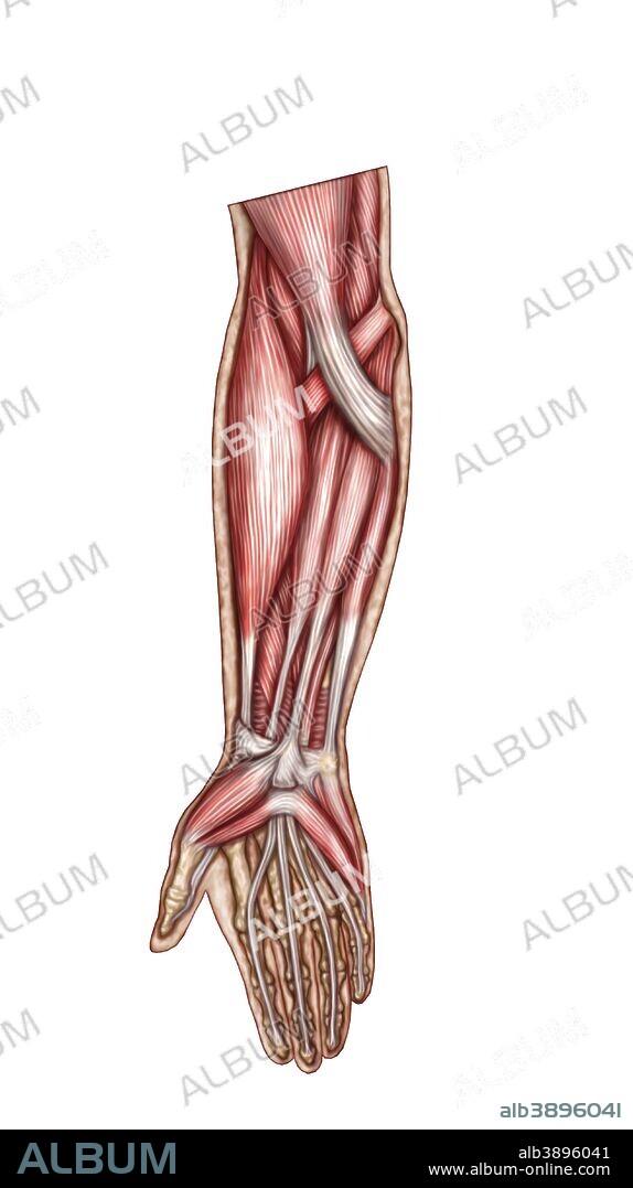 Anatomy of human forearm muscles, superficial anterior view.