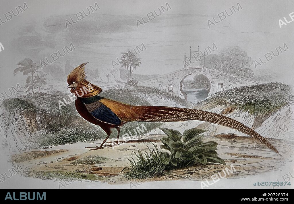 GRABADO-FAISAN DORADO DE CHINA.