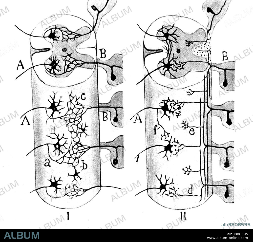 Cajal, Neuroglia Cells, 1923
