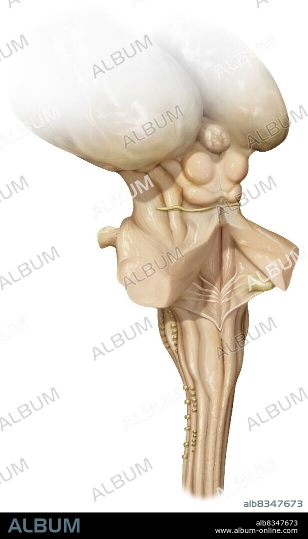 The brain stem is a part of the encephalon located in the extension of the spinal cord, regulating numerous vital functions and ensuring transmissions between the spinal cord, brain and cerebellum.