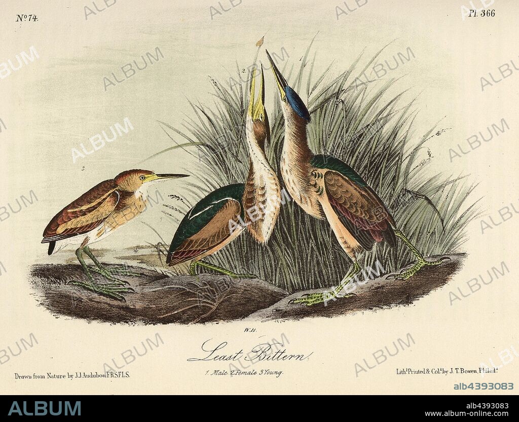 Least Bittern, American Miniature Bittern (Ixobrychus exilis, Ardea exilis), Signed: J.J. Audubon, J.T. Bowen, lithograph, Pl. 366 (Vol. 6), Audubon, John James (drawn); Bowen, J. T. (lith.), 1856, John James Audubon: The birds of America: from drawings made in the United States and their territories. New York: Audubon, 1856.