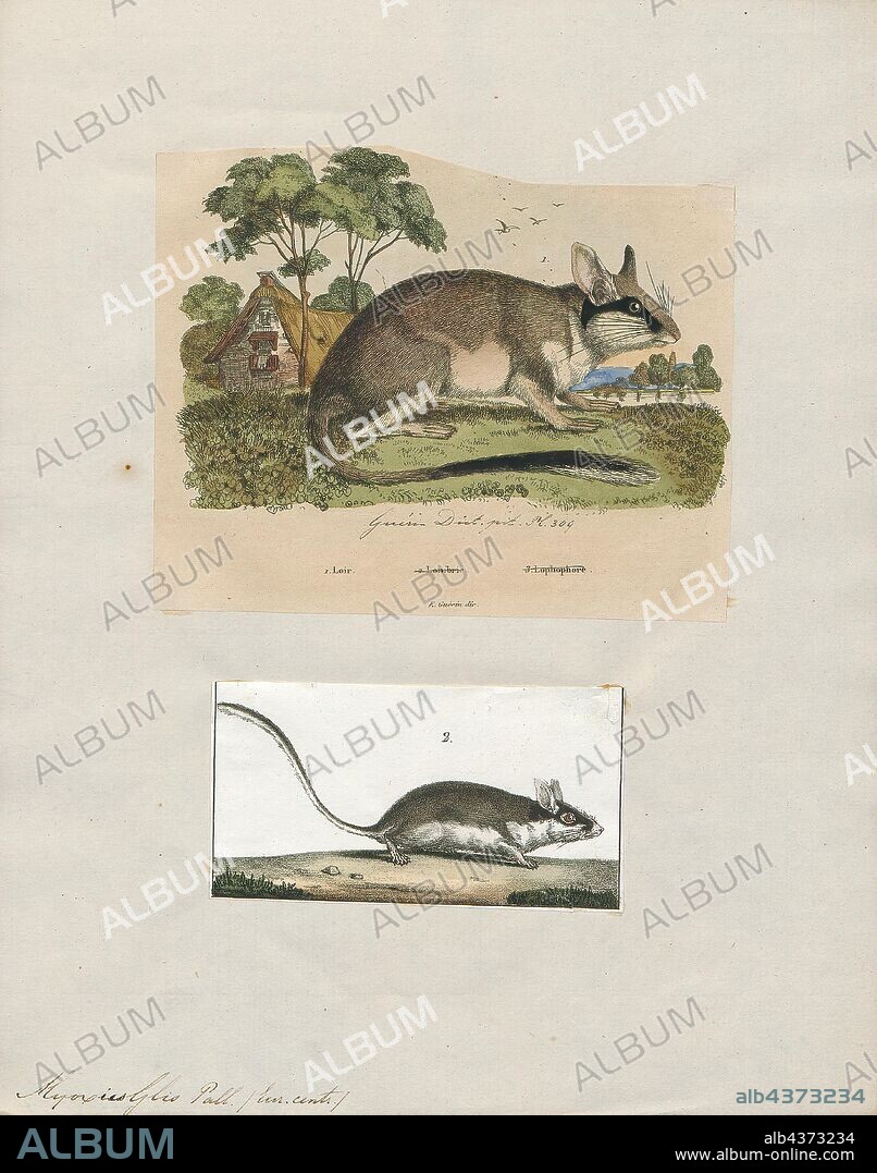 Myoxus glis, Print, The edible dormouse or fat dormouse (Glis glis) is a large dormouse and the only living species in the genus Glis, found in most of western Europe. Its name comes from the Romans, who ate them as a delicacy., 1700-1880.