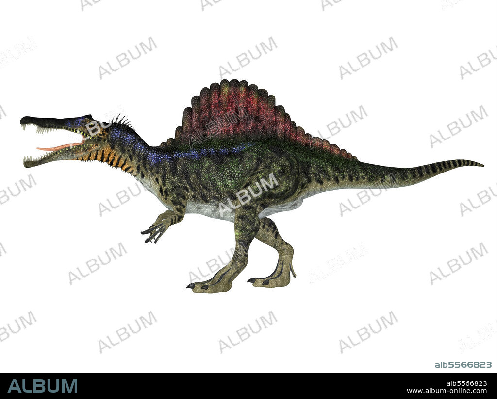 Spinosaurus dinosaur, side profile. Spinosaurus was a carnivorous dinosaur that hunted in Africa during the Cretaceous Period.